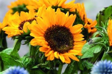 Logo trade corporate gifts picture of: Sunflower seeds in envelope