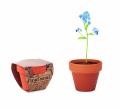 Terracotta pot 'forget me not', Wood