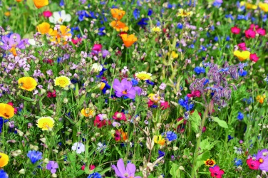 Logo trade promotional products picture of: Flowers mix seeds in envelope