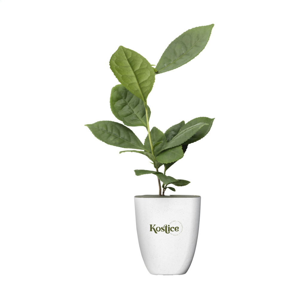 Logo trade promotional merchandise image of: Treemore Letterbox Trees Tea plant