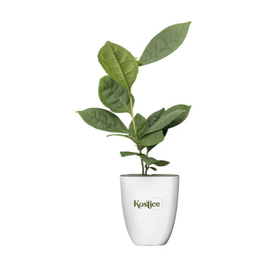 Logo trade corporate gifts image of: Treemore Letterbox Trees Tea plant