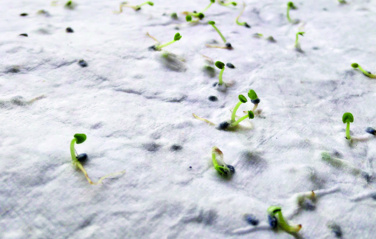 Logotrade profilprodukter bild: Visitkort för vildblommafrön.